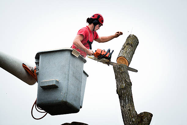 Reliable Englewood Cliffs, NJ Tree Care Solutions